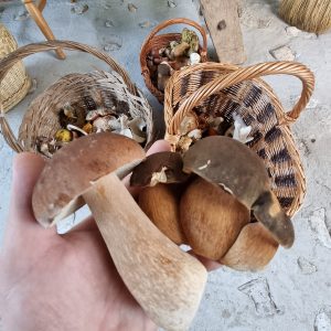 "Meditații" la ciuperci