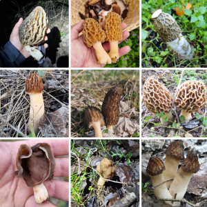 Cum Să Zbârciogi - curs privat individual