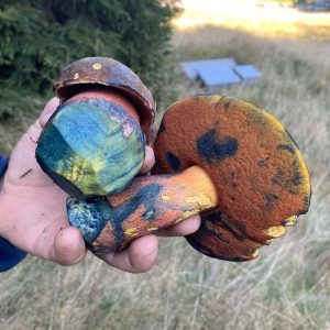 Cum Să Ciuperci - Curs individual - 5 ședințe