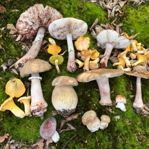 Opinie de identificare